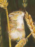 fieldmouse small acrylic